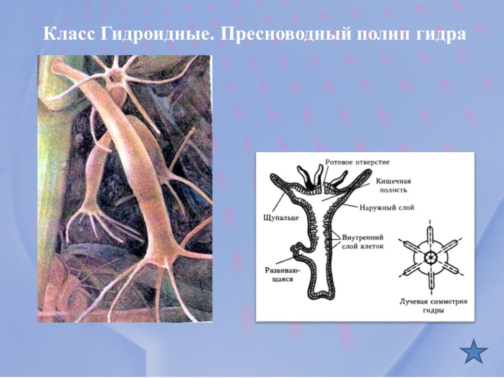 Кракен пополнение